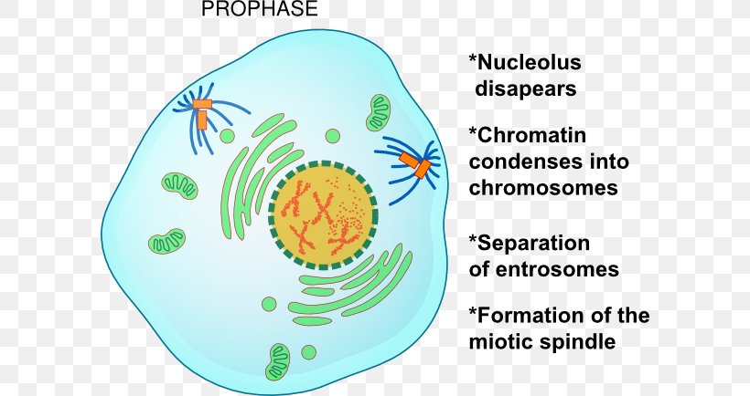 Prophase Mitosis Metaphase Telophase Cell Division, PNG, 600x434px, Prophase, Anaphase, Area, Cell, Cell Cycle Download Free