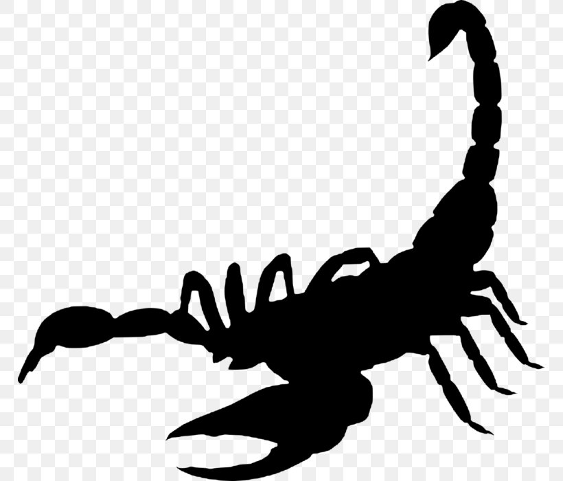 Scorpion Sting The Scorpion, PNG, 768x700px, Scorpion, Arachnid, Arthropod, Artwork, Black And White Download Free