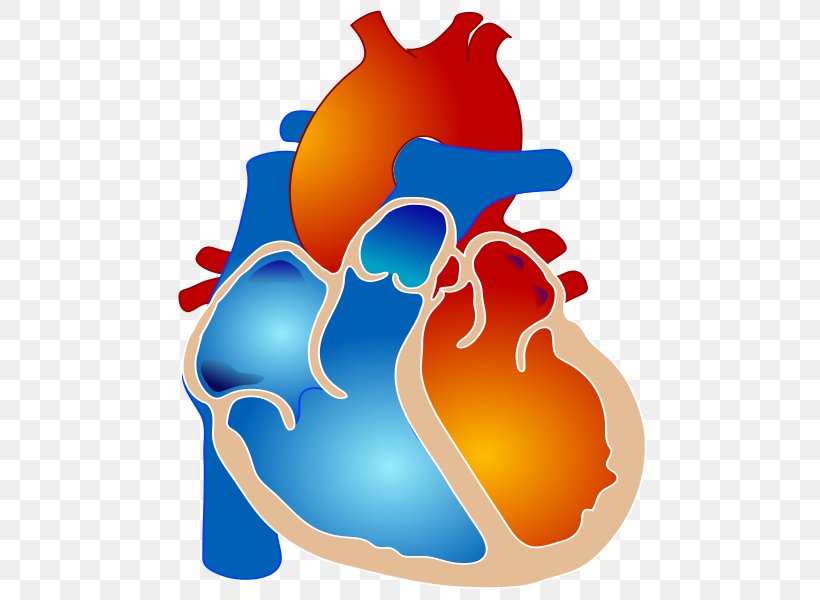 Tetralogy Of Fallot Congenital Heart Defect Cyanotic Heart Defect Ventricular Septal Defect, PNG, 600x600px, Watercolor, Cartoon, Flower, Frame, Heart Download Free