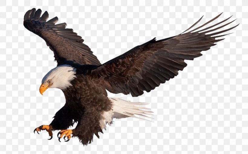 Bald Eagle Vulture Clip Art, PNG, 822x512px, Bald Eagle, Accipitriformes, Art, Beak, Bird Download Free
