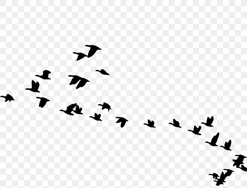 Bird Migration Goose Flight Flock, PNG, 3398x2592px, Bird, Animal Migration, Beak, Bird Migration, Black Download Free