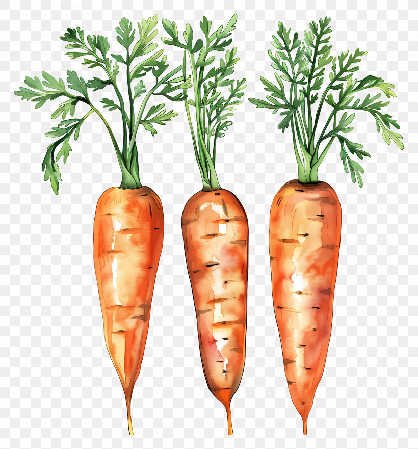 Carrot - Fresh Carrots With Green Leaves PNG