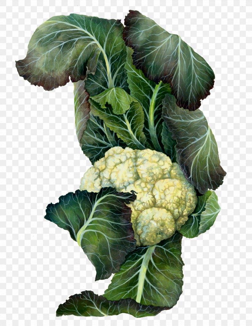 Cauliflower Botanical Illustration Cruciferous Vegetables Drawing Mustards, PNG, 3333x4311px, Cauliflower, Art, Botanical Illustration, Cabbage, Collard Greens Download Free