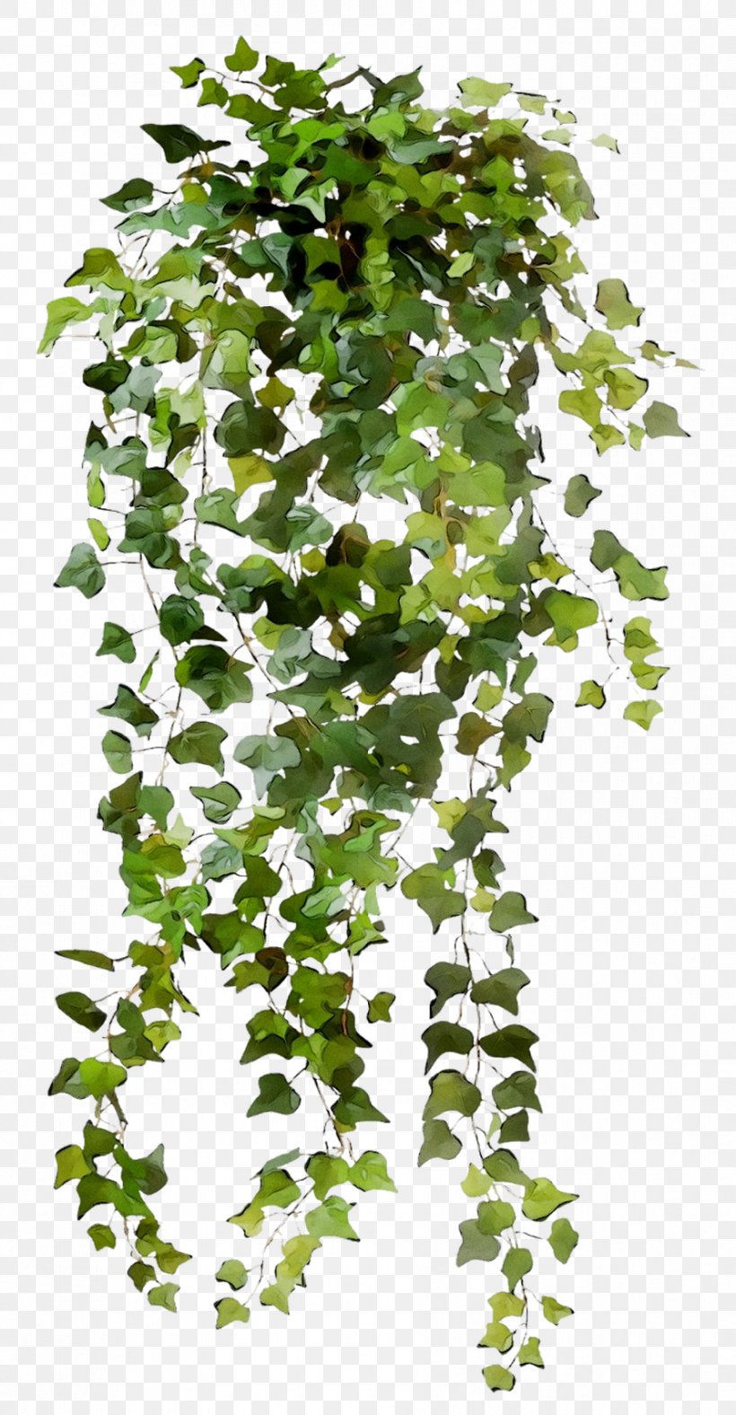 Common Ivy Leaf Vine Hanging Basket Plants, PNG, 892x1715px, Common Ivy, Basket, Branch, Canoe Birch, Cranesbill Download Free
