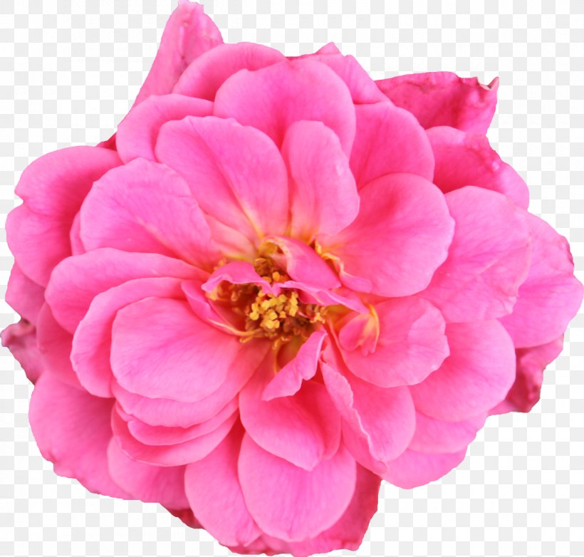 Garden Roses Cabbage Rose Cut Flowers Floribunda, PNG, 1200x1145px, Garden Roses, Annual Plant, Cabbage Rose, Cut Flowers, Dahlia Download Free