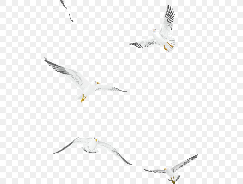 Gulls Bird, PNG, 519x620px, Bird, Animal, Beak, Common Gull, Feather Download Free