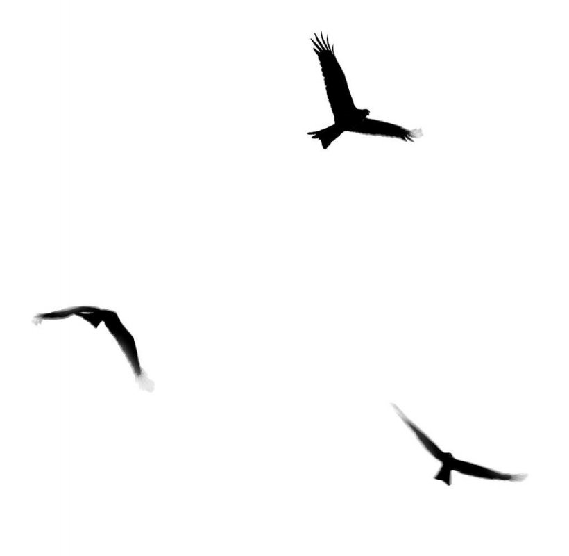 Bird Flight Clip Art, PNG, 1024x1000px, Bird, Animal Migration, Beak, Bird Flight, Bird Migration Download Free