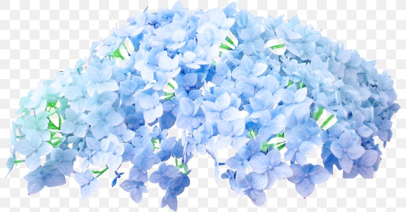 Blue Color Flower Clip Art, PNG, 800x429px, Blue, Color, Digital Image, Flower, Hydrangea Download Free