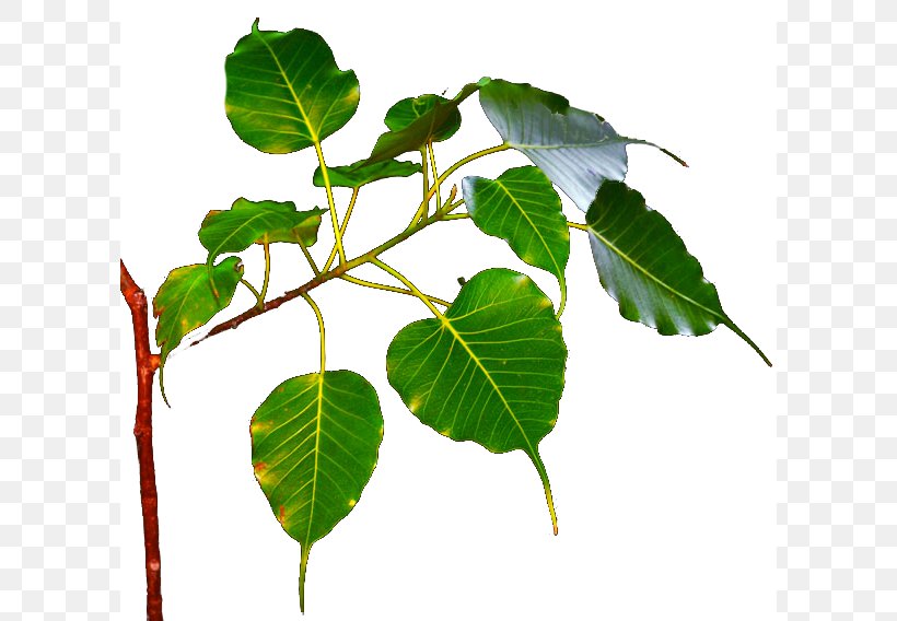 Bodhi Tree Branch Leaf Ficus Religiosa, PNG, 600x568px, Bodhi Tree, Banyan, Bodhi, Branch, Buddhism Download Free