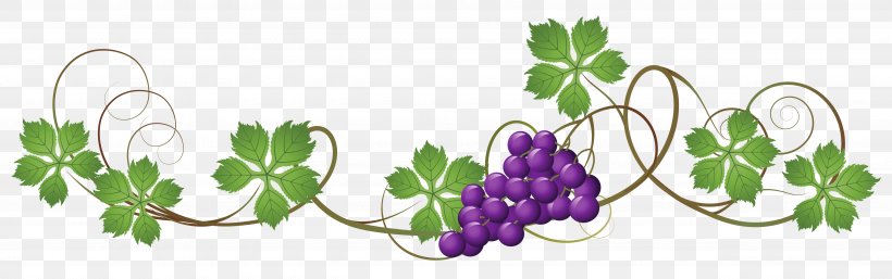 Grapevines Grape Leaves Clip Art, PNG, 5130x1608px, Grape, Branch, Floral Design, Flower, Flowering Plant Download Free