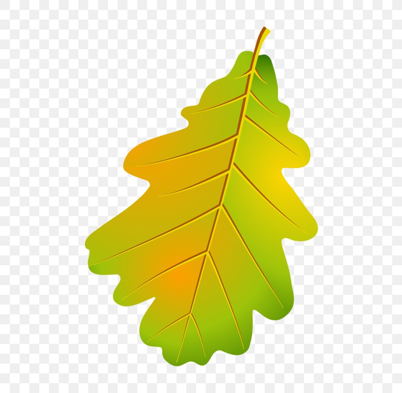 Leaf Design Illustration Autumn Vector Graphics, PNG, 800x800px, Leaf, Autumn, Autumn Leaf Color, Black Maple, Canvas Download Free