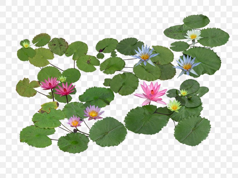 Nelumbo Nucifera Pygmy Water-lily Aquatic Plant Computer File, PNG, 960x720px, Nelumbo Nucifera, Annual Plant, Aquatic Plant, Flower, Flowering Plant Download Free