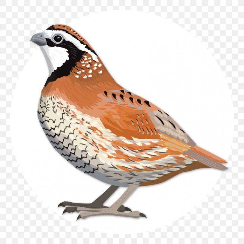 Quail Oyster Bay Birdwatching Northern Bobwhite, PNG, 848x848px, Quail, Animal, Beak, Bird, Birdwatching Download Free