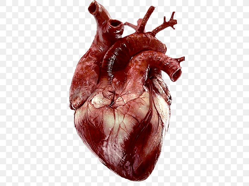 Tenor Heart Human Anatomy, PNG, 443x612px, Watercolor, Cartoon, Flower, Frame, Heart Download Free