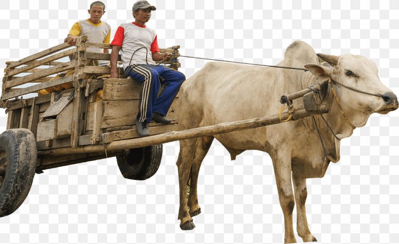 Cattle Ox Bullock Cart Vehicle, PNG, 1080x662px, Cattle, Animal, Bull, Bullock Cart, Cart Download Free