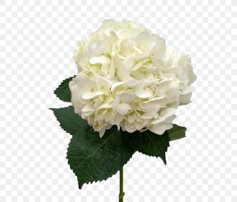 Hydrangea Cut Flowers Flower Bouquet Artificial Flower, PNG, 700x700px, Hydrangea, Artificial Flower, Color, Cornales, Cut Flowers Download Free