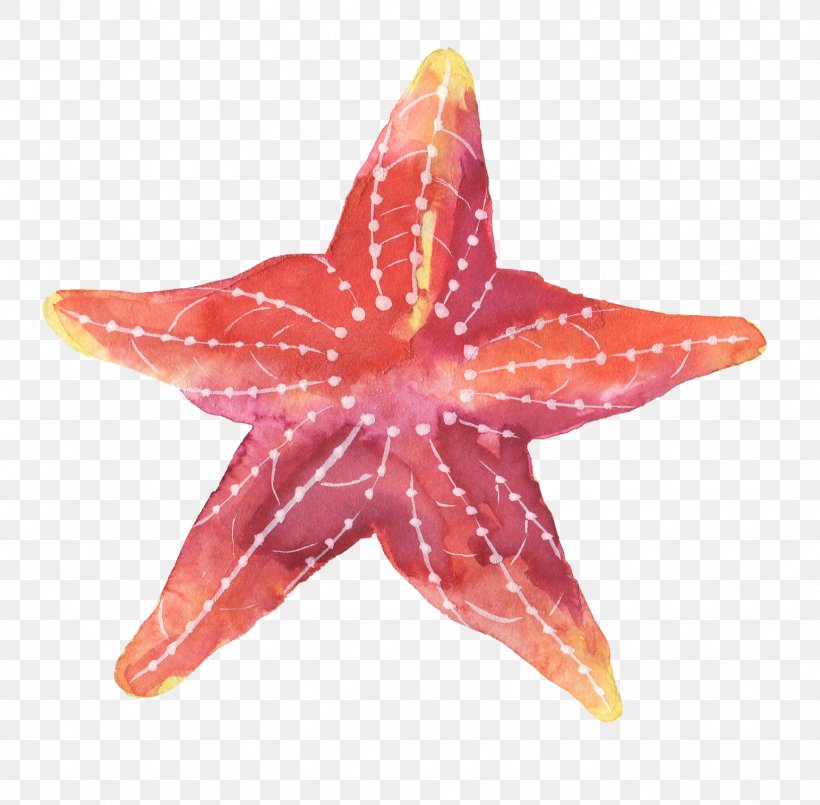 Starfish Paper, PNG, 1544x1517px, Starfish, Animal, Echinoderm, Fish, Invertebrate Download Free