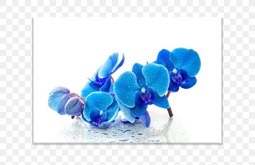 Blue Desktop Wallpaper Flower Image Orchids, PNG, 750x530px, Blue, Cobalt Blue, Computer Monitors, Electric Blue, Flower Download Free