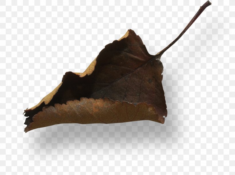 Leaf Brown, PNG, 2180x1626px, Leaf, Brown Download Free