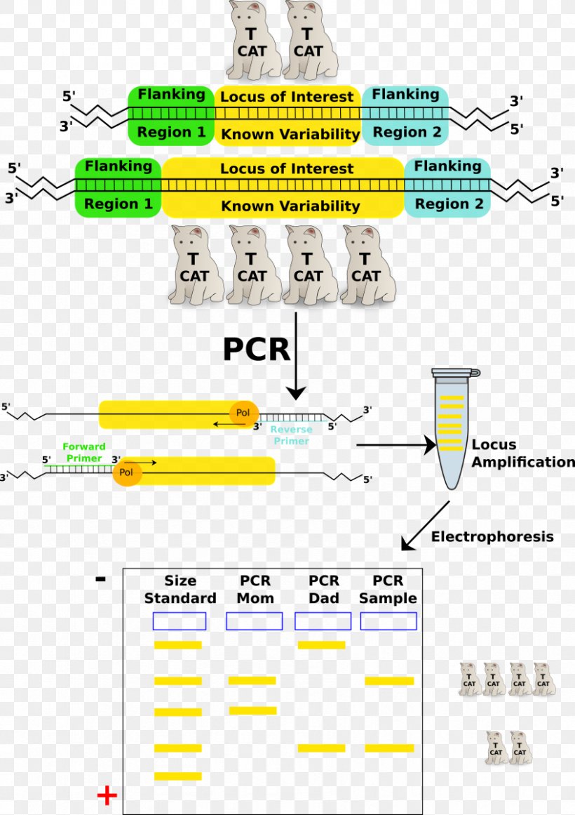 Polymerase Chain Reaction Variable Number Tandem Repeat Bovine Serum Albumin Nucleic Acid Sequence, PNG, 847x1200px, Polymerase Chain Reaction, Area, Biology, Bovine Serum Albumin, Diagram Download Free