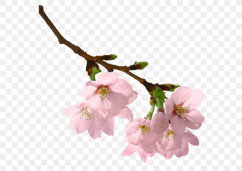 Spring Branch Clip Art, PNG, 600x578px, Spring Branch, Blossom, Branch, Cherry Blossom, Flower Download Free
