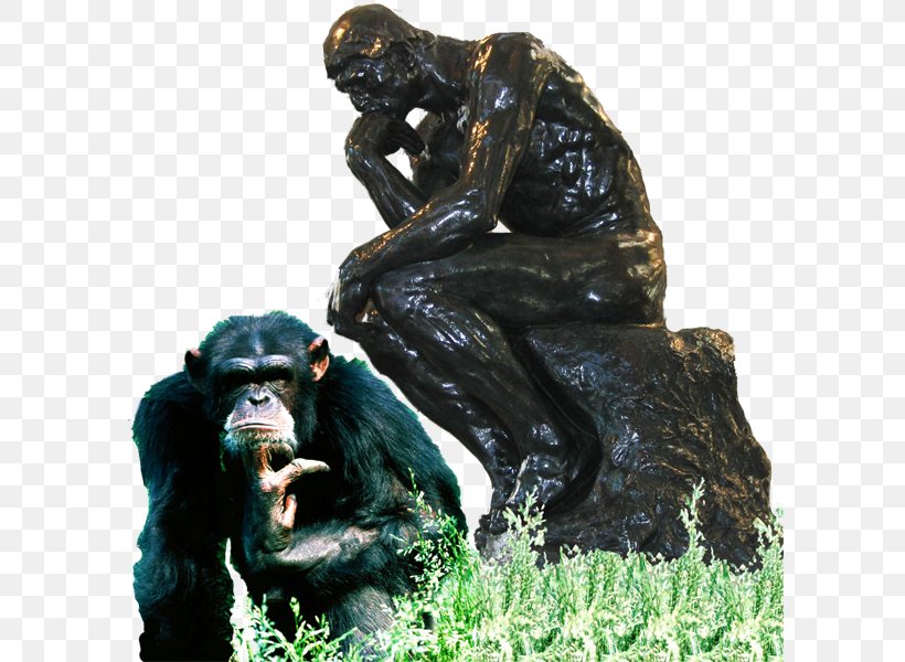 Common Chimpanzee Western Gorilla Sculpture Monkey Pyrexia EP, PNG, 600x600px, Common Chimpanzee, B Symptoms, Chimpanzee, Diagram, Fever Download Free