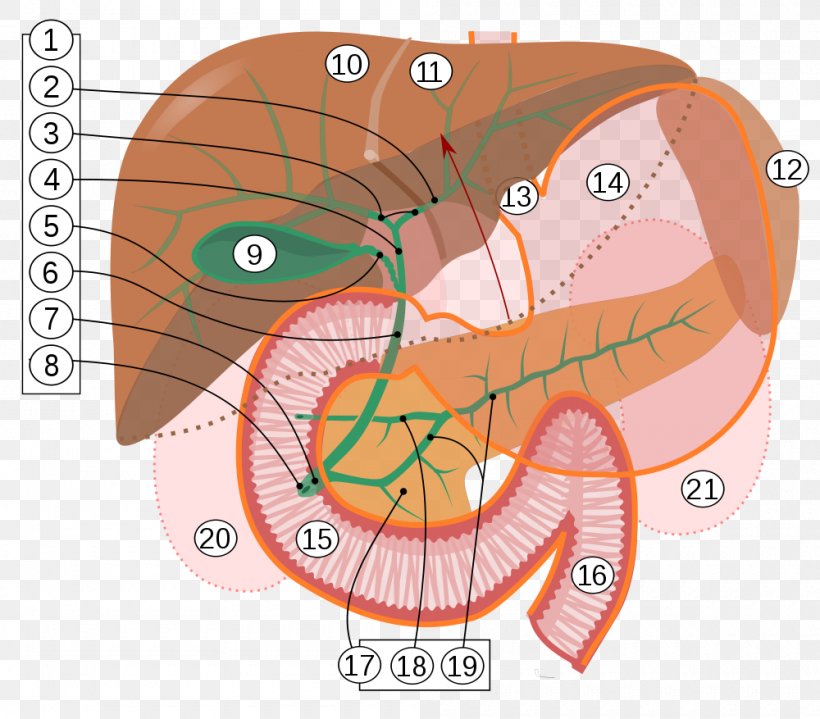 Digestion Lipid Fat Bile Lipase, PNG, 1000x877px, Watercolor, Cartoon, Flower, Frame, Heart Download Free