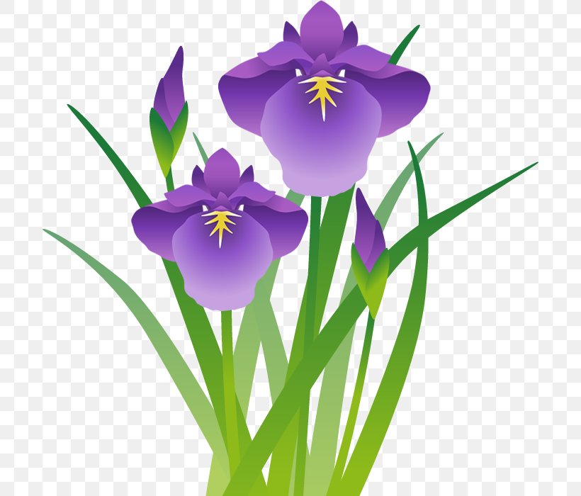 Illustration Iris Sanguinea Clip Art Japanese Iris Image, PNG, 700x700px, Iris Sanguinea, Drawing, Flower, Flowering Plant, Iris Download Free