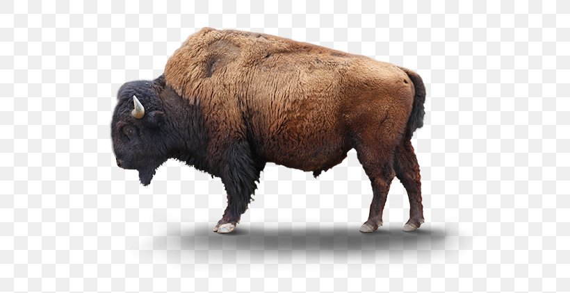Yellowstone National Park Bison Bonasus Plains Bison Lion Reindeer, PNG, 600x422px, United States, American Bison, American Black Bear, Bison, Bison Latifrons Download Free
