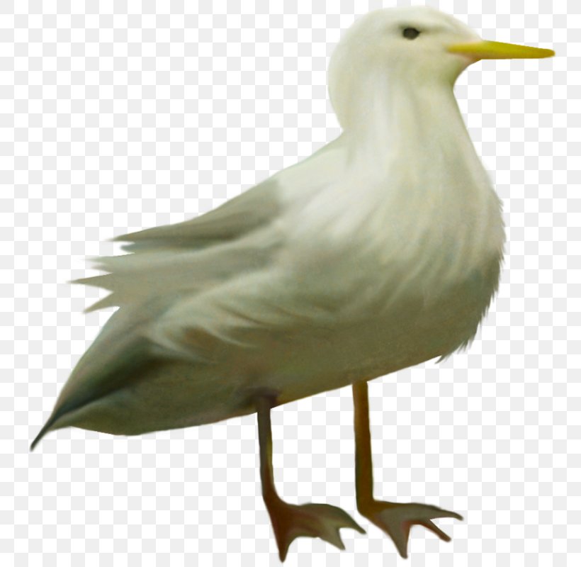 European Herring Gull Bird Animal Clip Art, PNG, 756x800px, European Herring Gull, Albom, Animal, Ardea, Beak Download Free