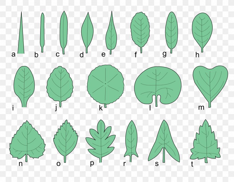 Leaf Shape Tree Plant Cupressus, PNG, 1280x996px, Leaf, Bald Cypress, Bark, Botany, Broadleaved Tree Download Free