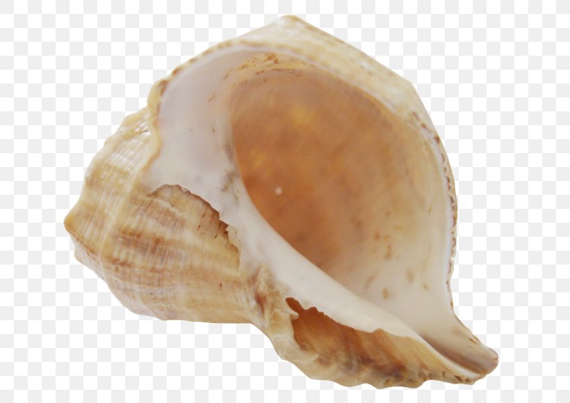 Sea Snail Clip Art, PNG, 650x579px, Sea Snail, Baltic Clam, Clam, Clams Oysters Mussels And Scallops, Cockle Download Free