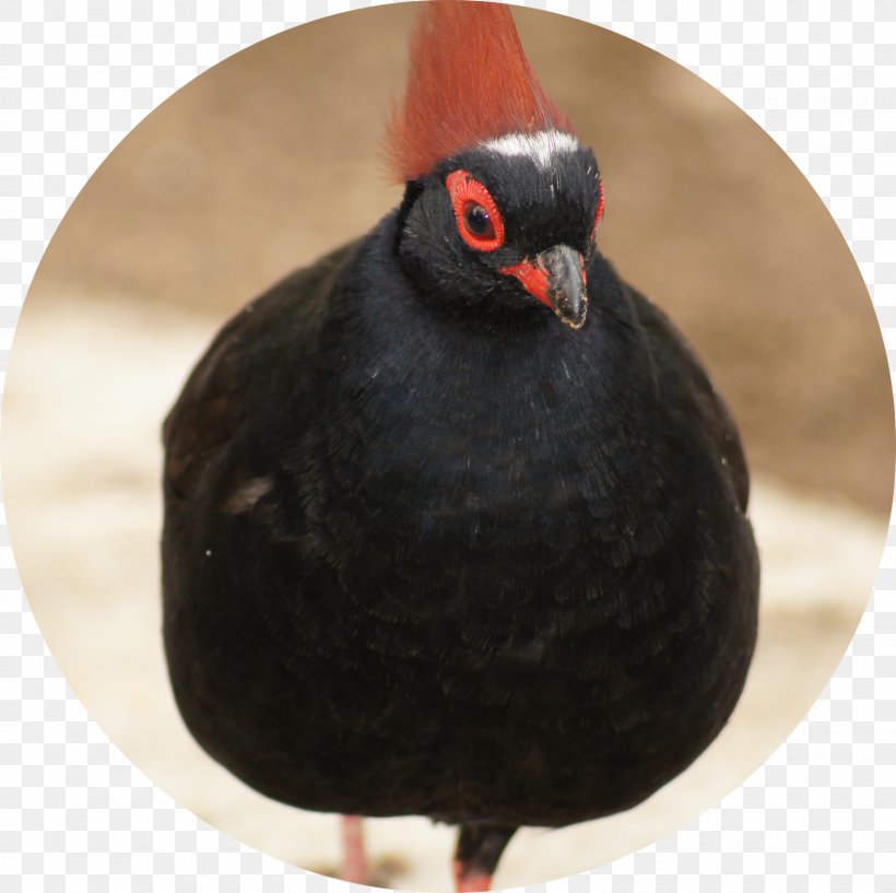 Beak Galliformes, PNG, 1600x1596px, Beak, Bird, Galliformes Download Free