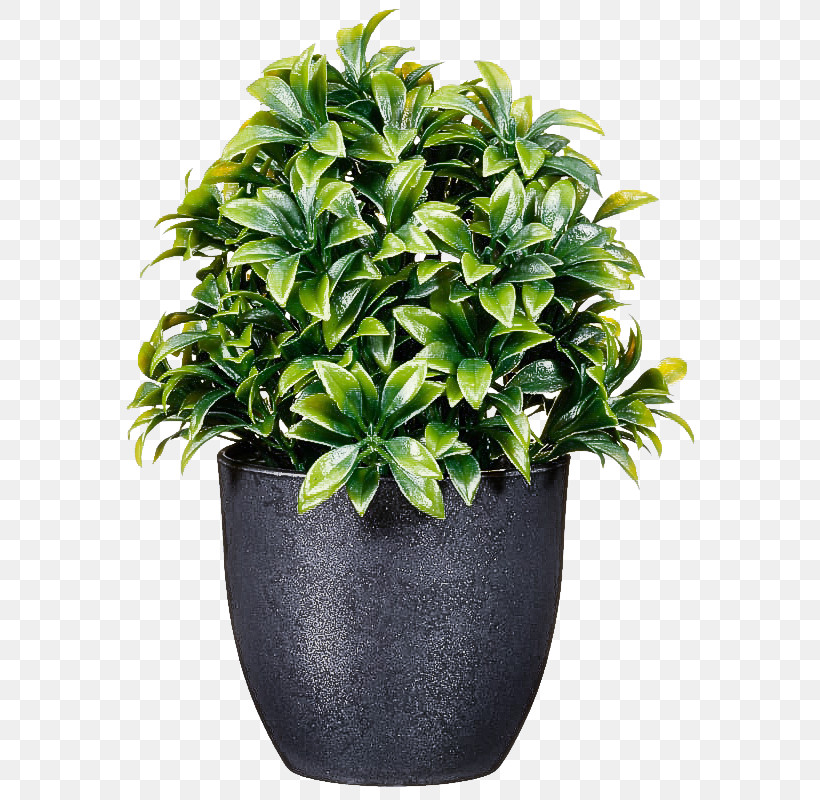Flower Flowerpot Plant Houseplant Leaf, PNG, 800x800px, Flower, Flowerpot, Grass, Herb, Houseplant Download Free