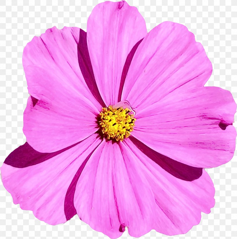 Garden Cosmos Mallows Annual Plant Herbaceous Plant Pink M, PNG, 2374x2400px, Garden Cosmos, Annual Plant, Cosmos, Daisy Family, Family Download Free