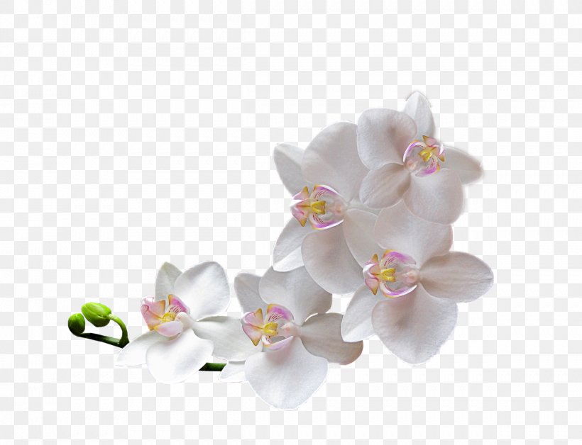 Moth Orchids Cut Flowers Floral Design, PNG, 2419x1853px, Orchids, Blossom, Cut Flowers, Floral Design, Flower Download Free