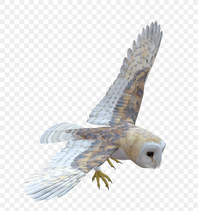 Owl Bird Of Prey Feather, PNG, 1500x1600px, Owl, Accipitriformes, Animal, Bald Eagle, Beak Download Free