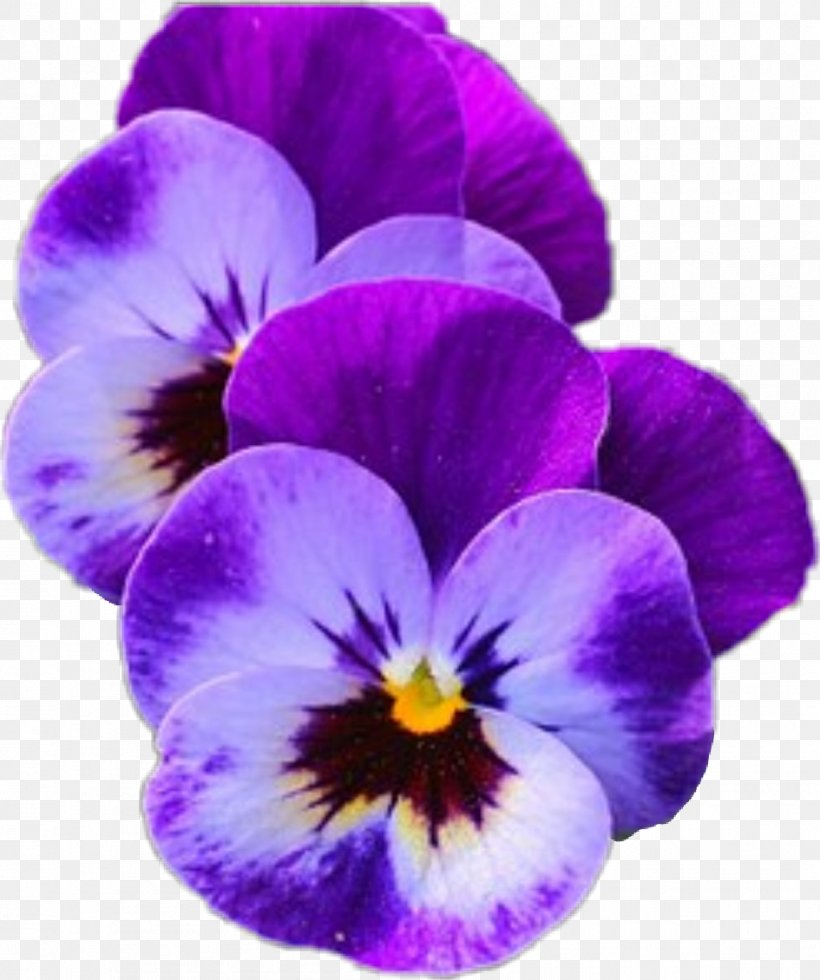 Pansy / Pansy Flower Garden Stock Photography, PNG, 945x1130px, Pansy, Annual Plant, Edible Flower, Flower, Flower Garden Download Free