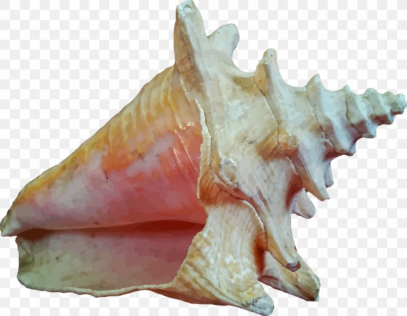 Seashell Invertebrate Ocean Clip Art, PNG, 2400x1865px, Seashell, Conch, Conchology, Deep Sea, Gastropod Shell Download Free