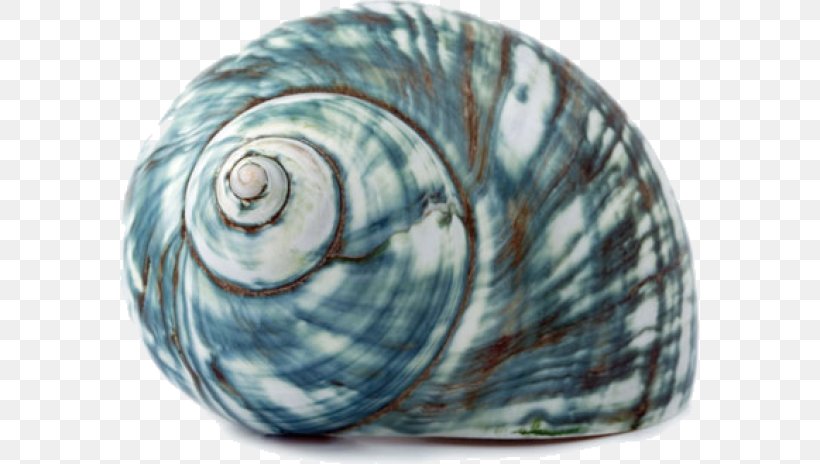 Seashell Sea Snail Gastropod Shell, PNG, 580x464px, Seashell, Blue, Conch, Gastropod Shell, Green Download Free