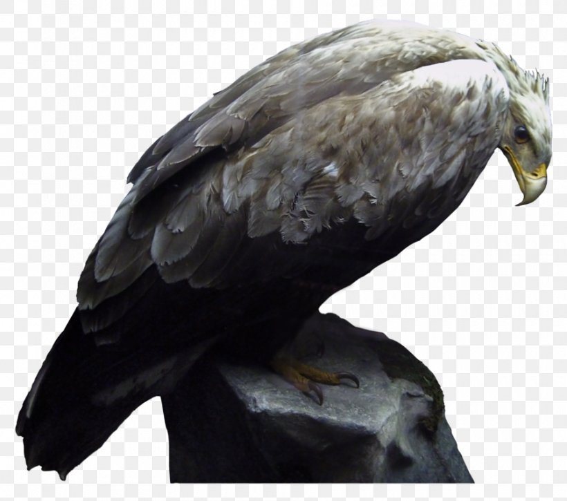 Bird Download PhotoScape Clip Art, PNG, 900x796px, Bird, Accipitriformes, Aile, Bald Eagle, Beak Download Free