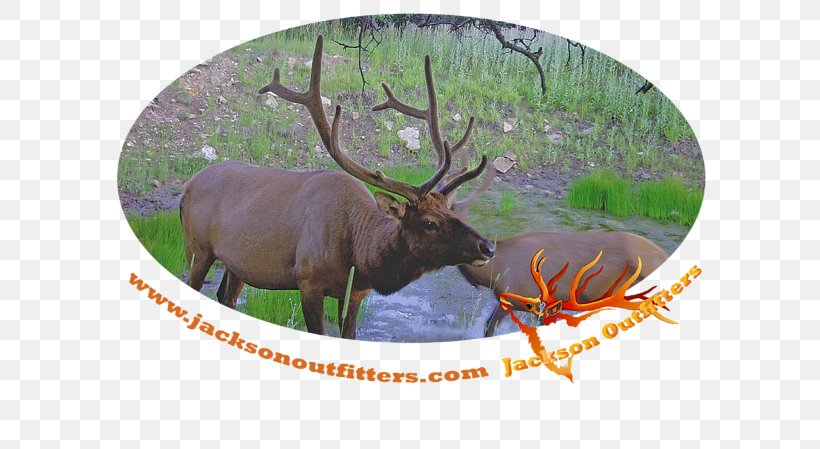 Elk Reindeer Antler Fauna Terrestrial Animal, PNG, 600x449px, Elk, Animal, Antler, Deer, Fauna Download Free