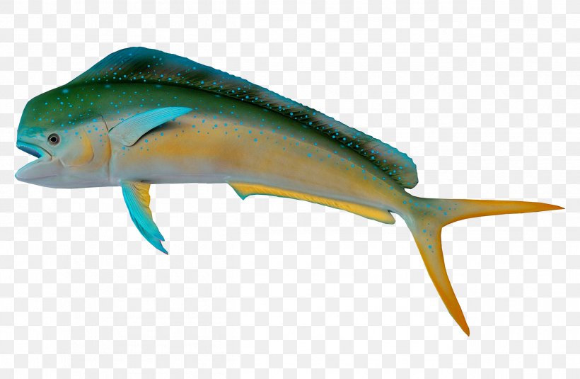 Fish Marine Biology, PNG, 2522x1648px, Fish, Animal, Atlantic Spadefish, Beak, Bony Fish Download Free