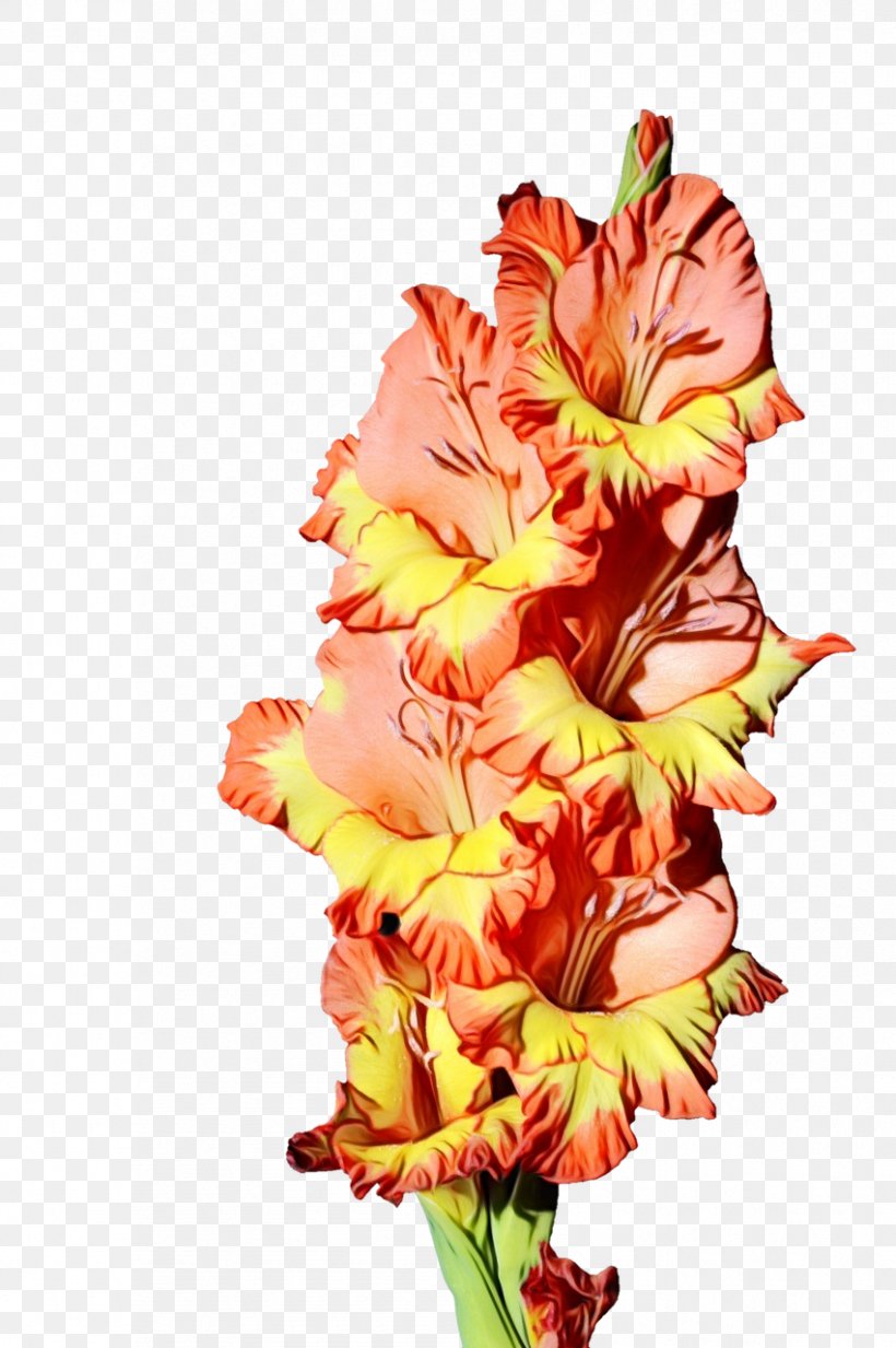 Flower Flowering Plant Cut Flowers Gladiolus Plant, PNG, 851x1280px, Watercolor, Amaryllis Belladonna, Cut Flowers, Flower, Flowering Plant Download Free
