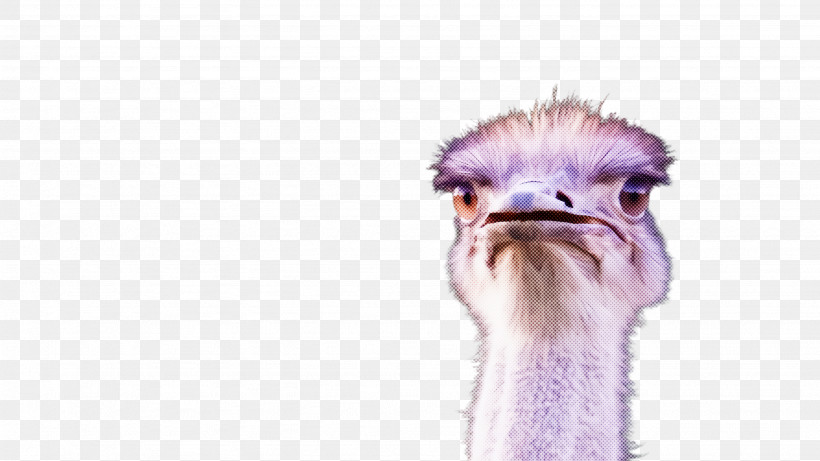 Ostrich Bird Flightless Bird Ratite Beak, PNG, 2668x1500px, Ostrich, Beak, Bird, Emu, Flightless Bird Download Free