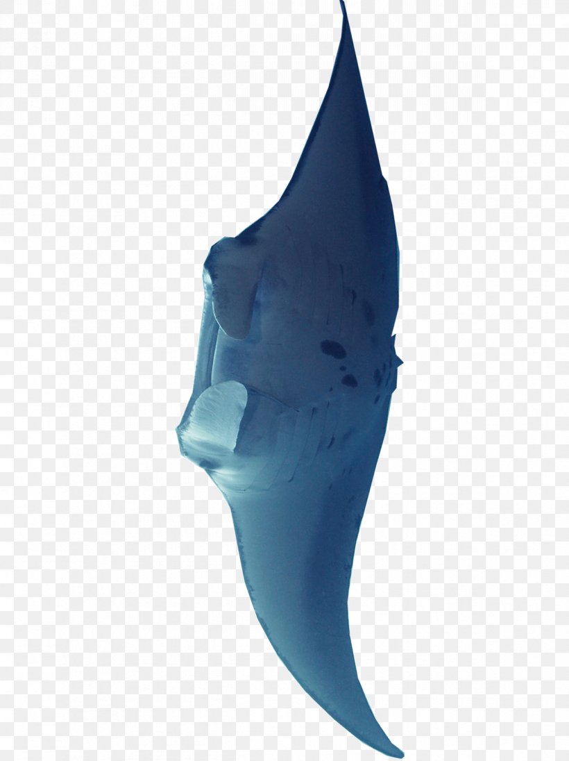 Shark Marine Mammal Turquoise Teal Fish, PNG, 1197x1600px, Shark, Aqua, Biology, Cartilage, Cartilaginous Fish Download Free
