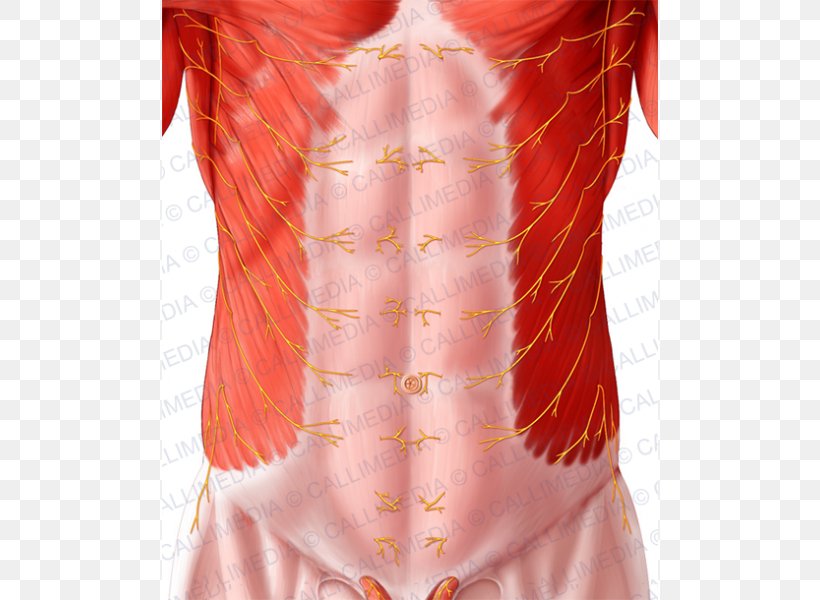 Abdomen Abdominal Wall Rectus Abdominis Muscle Thoraco-abdominal Nerves, PNG, 600x600px, Abdomen, Abdominal Cavity, Abdominal External Oblique Muscle, Abdominal Wall, Anatomy Download Free
