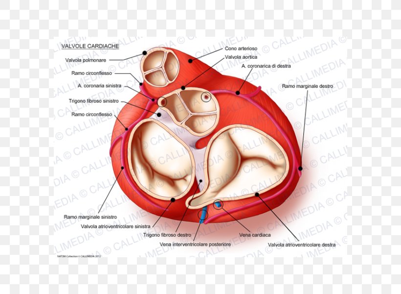 Heart Valve Anatomy Mitral Valve, PNG, 600x600px, Watercolor, Cartoon, Flower, Frame, Heart Download Free