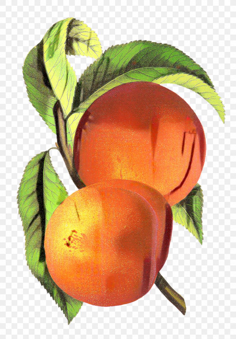 Trees Cartoon, PNG, 1116x1600px, Peach, Apricot, Citrus, Diospyros, Drawing Download Free