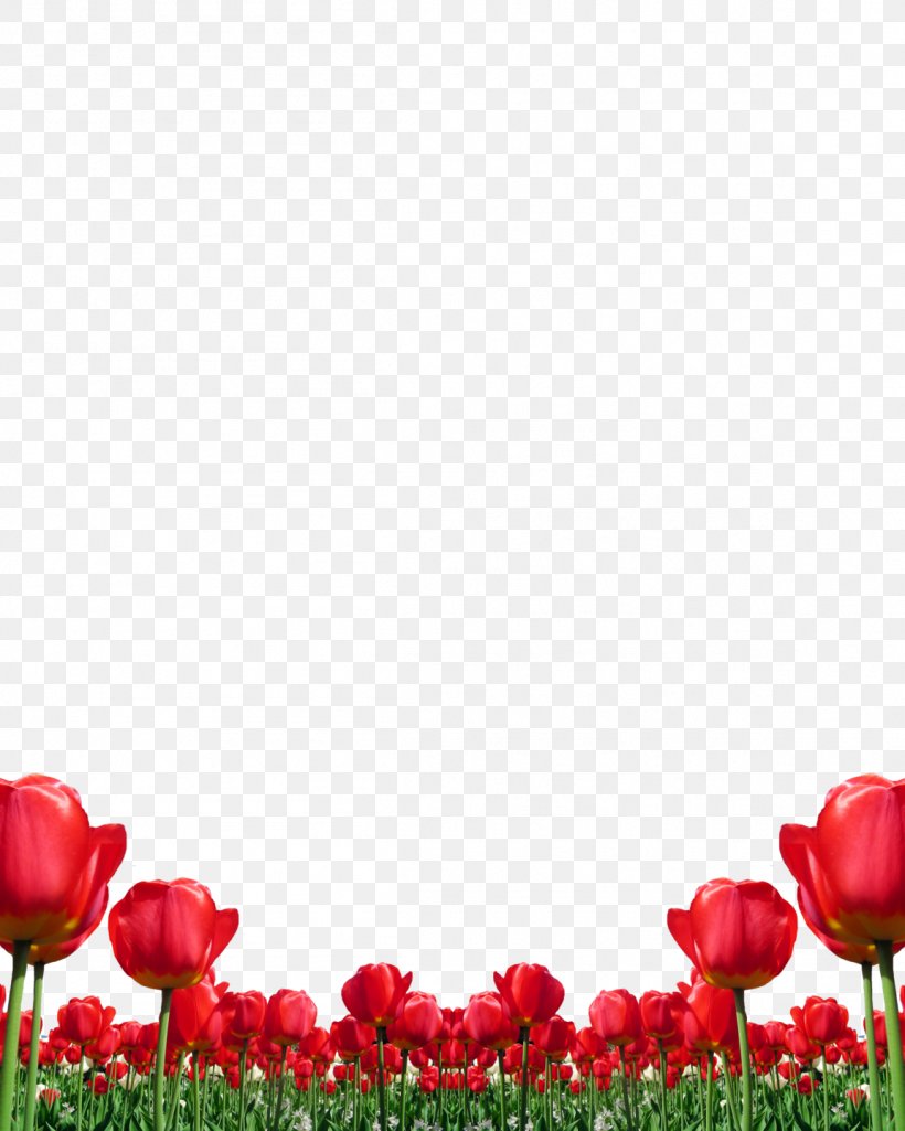 Tulip Red Clip Art Flower, PNG, 1152x1440px, Tulip, Color, Coquelicot, Field, Flower Download Free